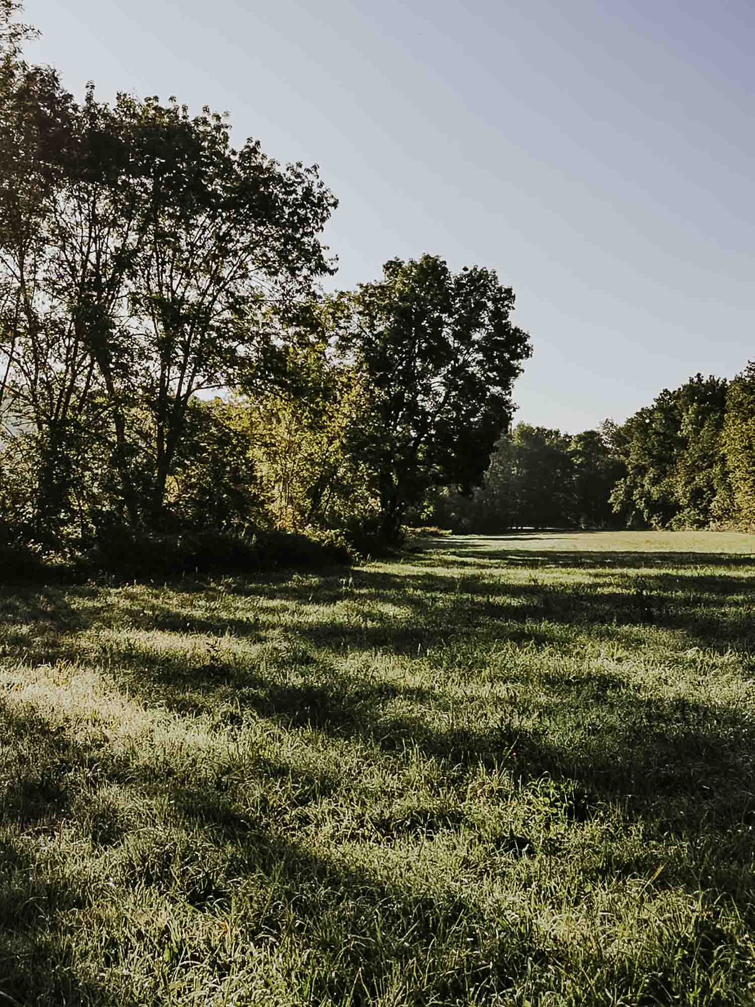 Les prairies où paturent les agneaux d'herbe vendus en direct autour de Ribérac en Dordogne