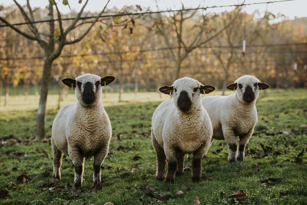 Vente directe agneau d'herbe, élevé en plein air sur la ferme en Dordogne