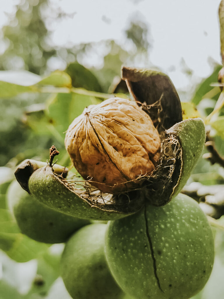 Noix produites dans le Périgord, récolte 2024