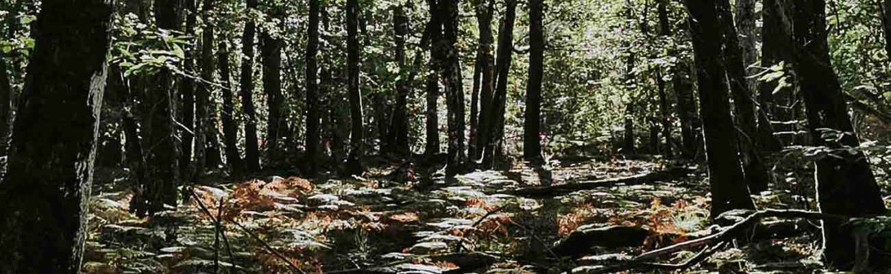 La ferme en vente directe agneaux et noix se situe en lisière de la forêt de la Double